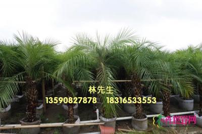针葵