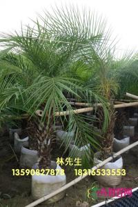 美丽针葵
