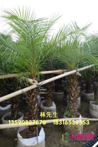 美丽针葵